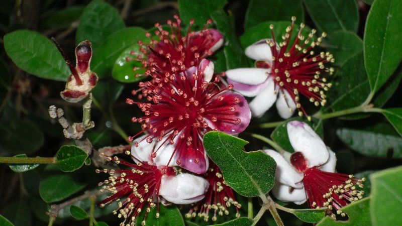 Myrsine africana Мирсина Африканская