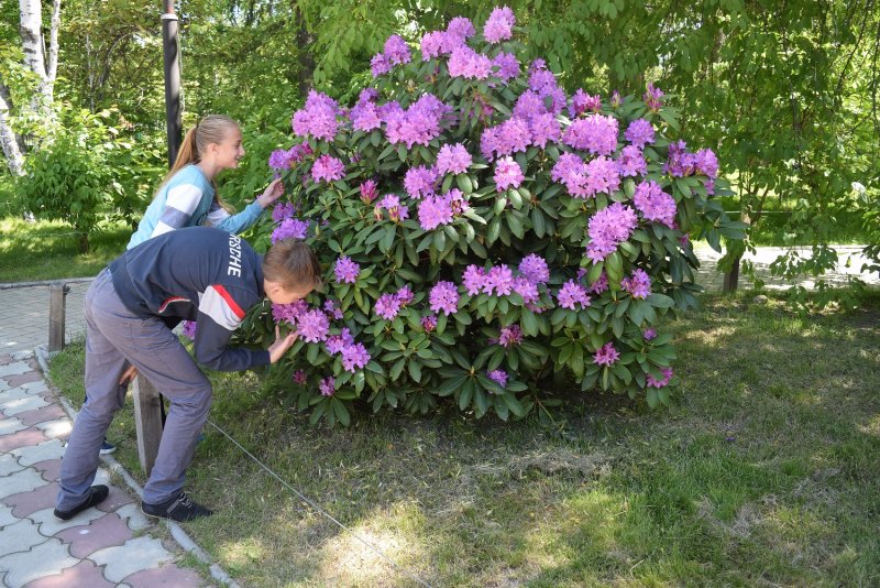 Рододендрон Lavandula