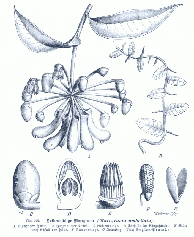 Мирт Myrtus communis