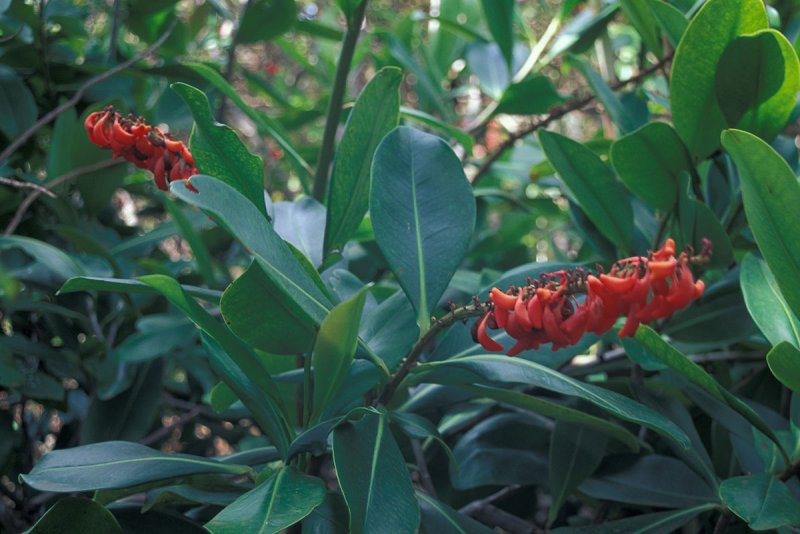 Норантея гвианская Norantea guianensis