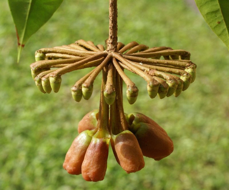 Marcgravia brownei