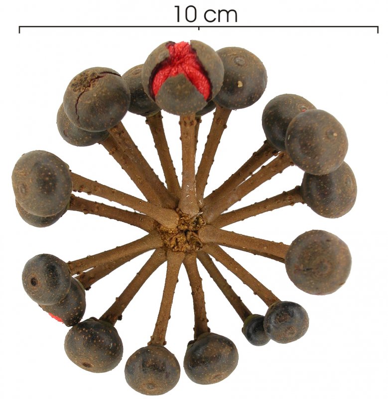 Marcgravia sintenisii