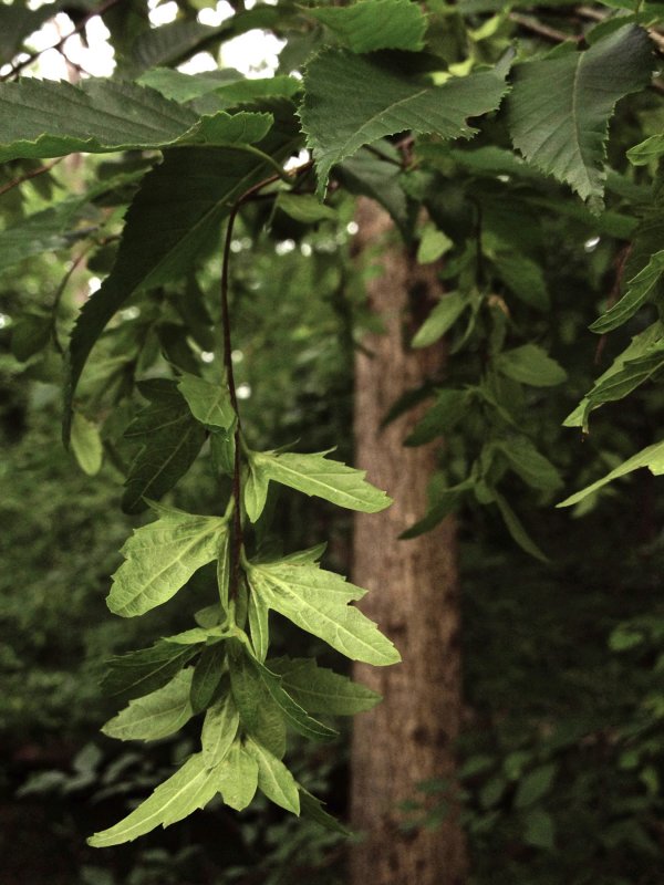 Metopium brownei