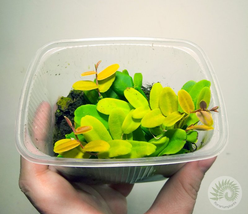 Norantea guianensis