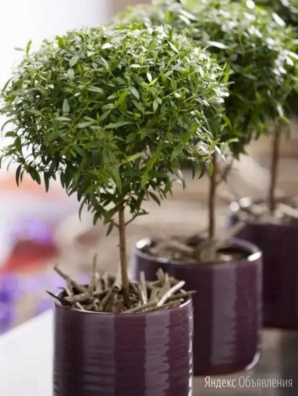 Мирт обыкновенный (Myrtus communis