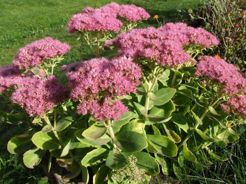 Sedum spectabile