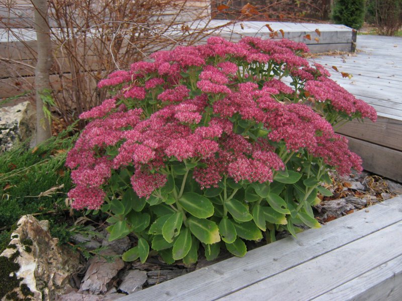 Очиток Видный (Sedum spectabile `Brilliant`)