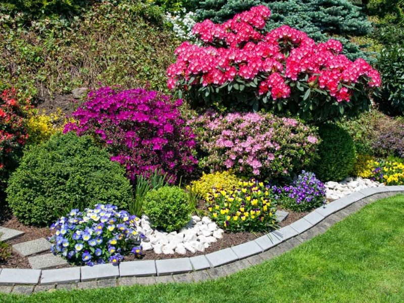 Rhododendron (род-н) George Sand