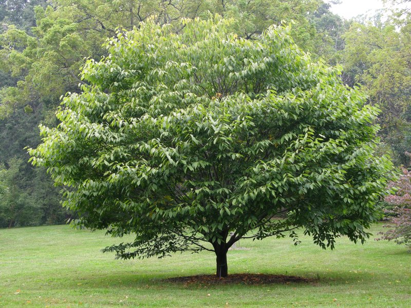 Ochna pulchra