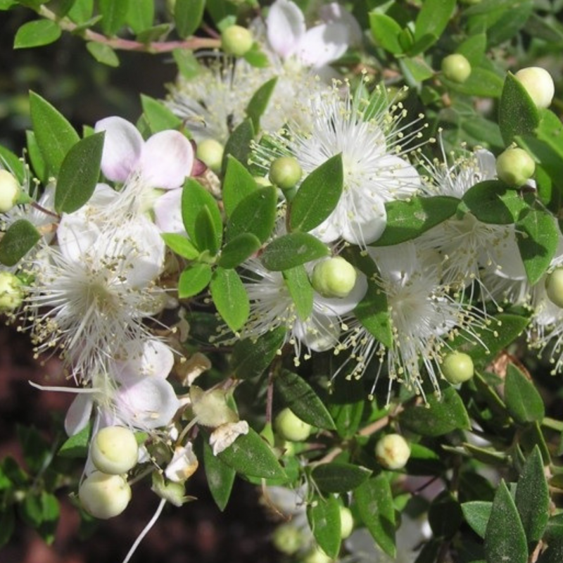 Marcgravia umbellata