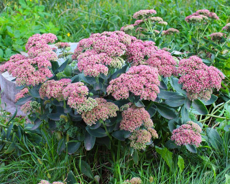 Очиток Видный (Sedum spectabile)