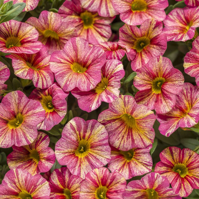 Калибрахоа Volcano Pink
