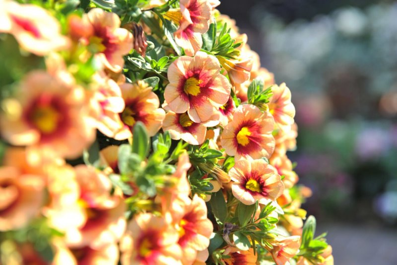 Calibrachoa Volcano