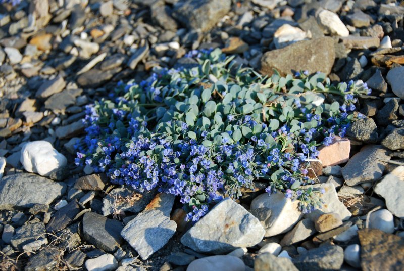 Mertensia maritima