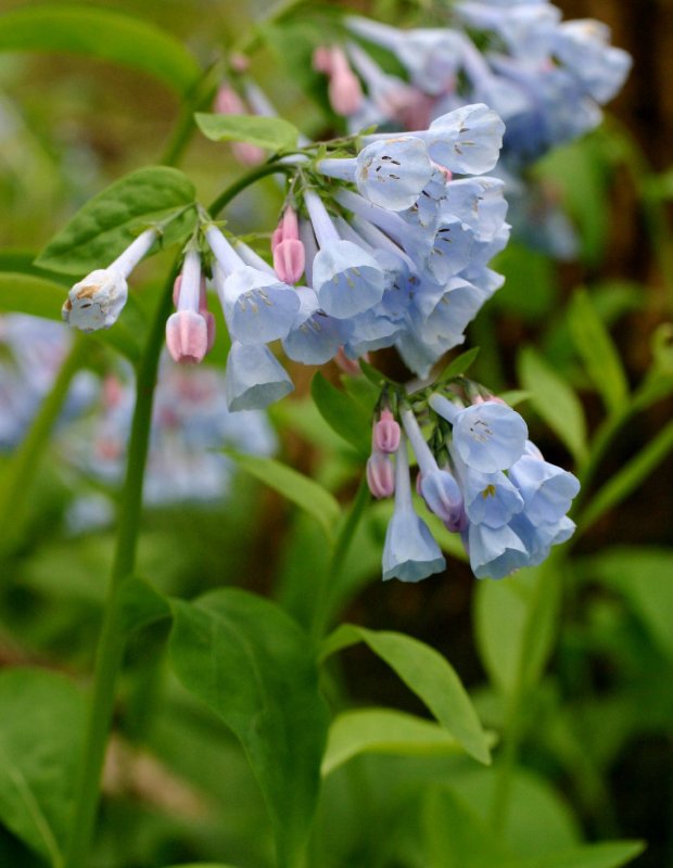 Мертензия Приморская (Mertensia maritima)
