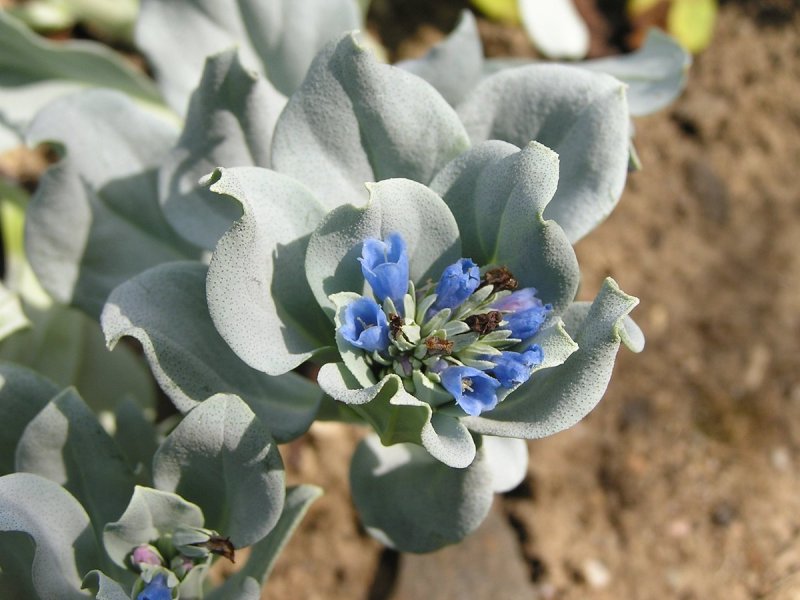 Мертензия морская Mertensia maritima (l.) Gray