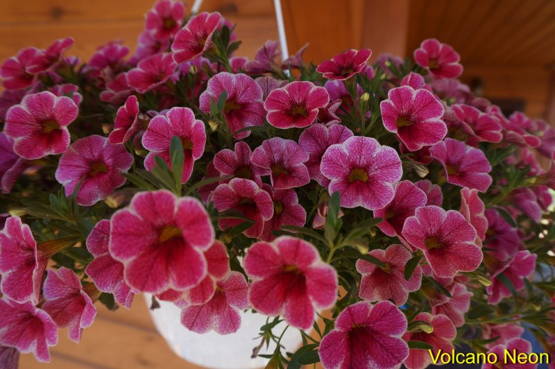 Калибрахоа Malibu Pink
