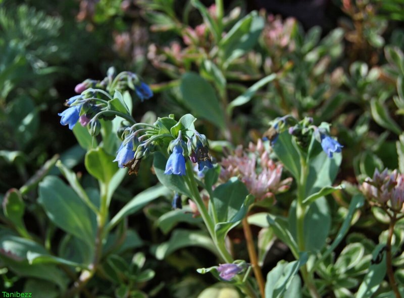 Mertensia maritima