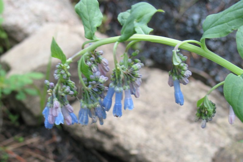 Mertensia ciliata