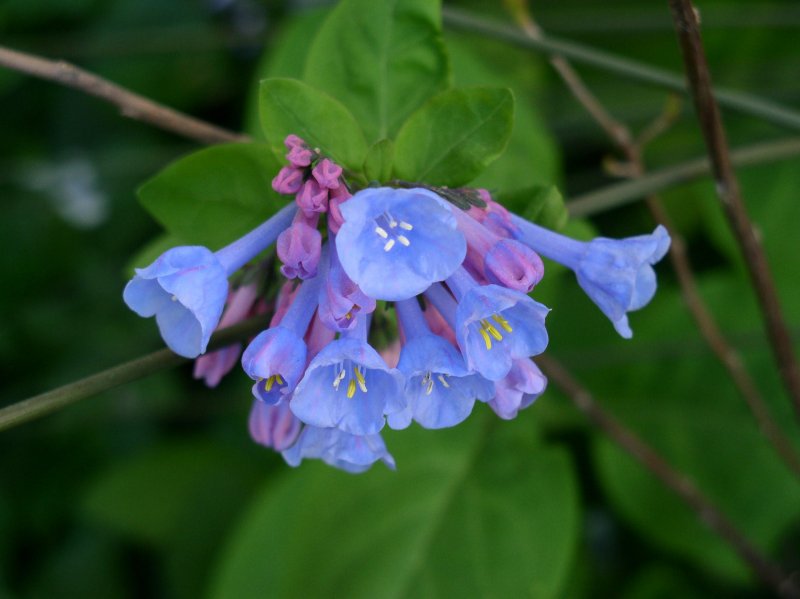 Мертензия Приморская (Mertensia maritima)