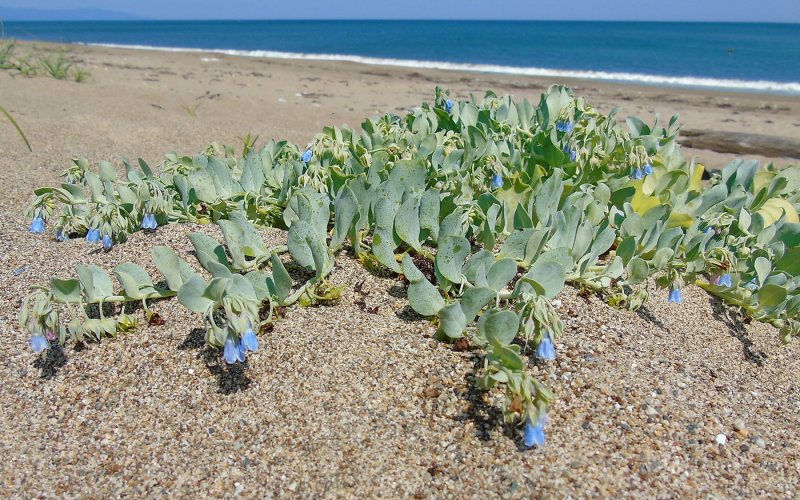 Мертензия Приморская (Mertensia maritima)