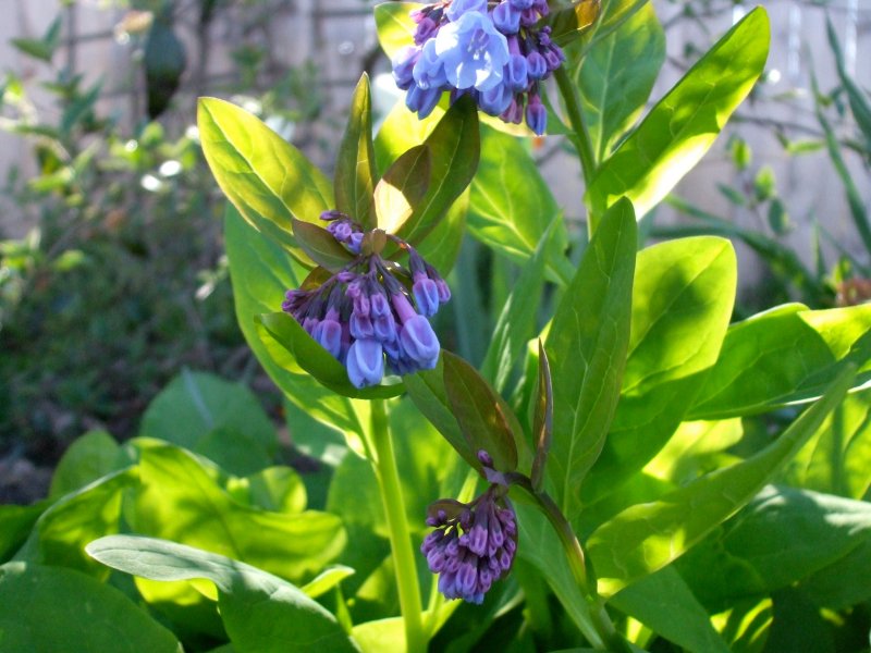 Mertensia maritima