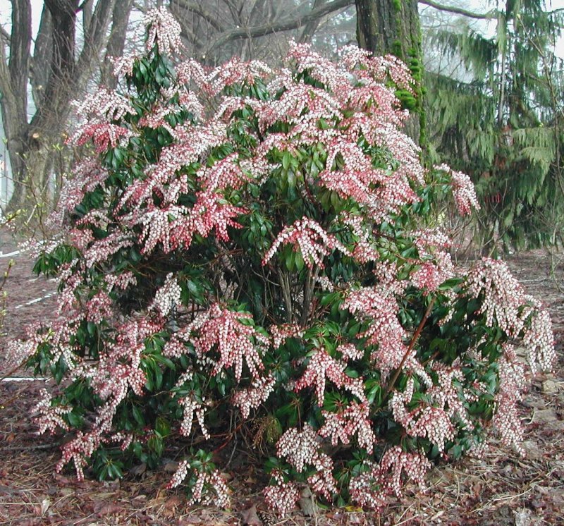 Pieris japonica 'Valley Rose'