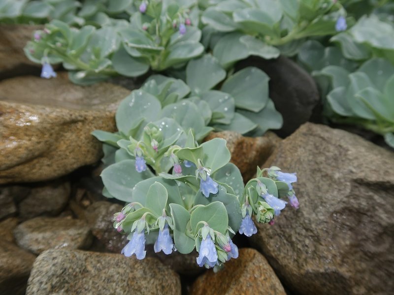 Mertensia maritima