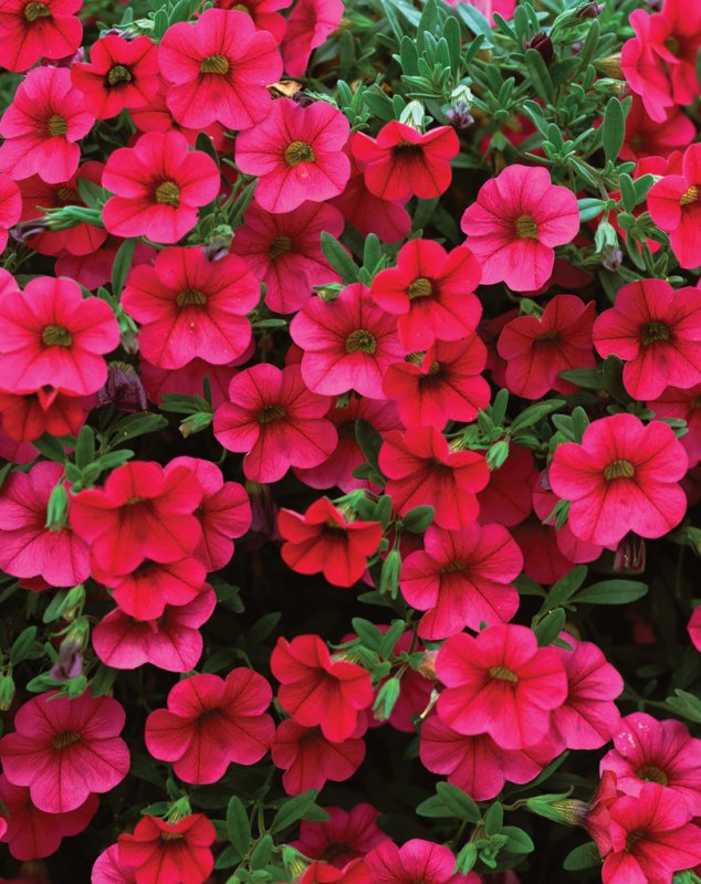 Калибрахоа Calibrachoa kali Magenta