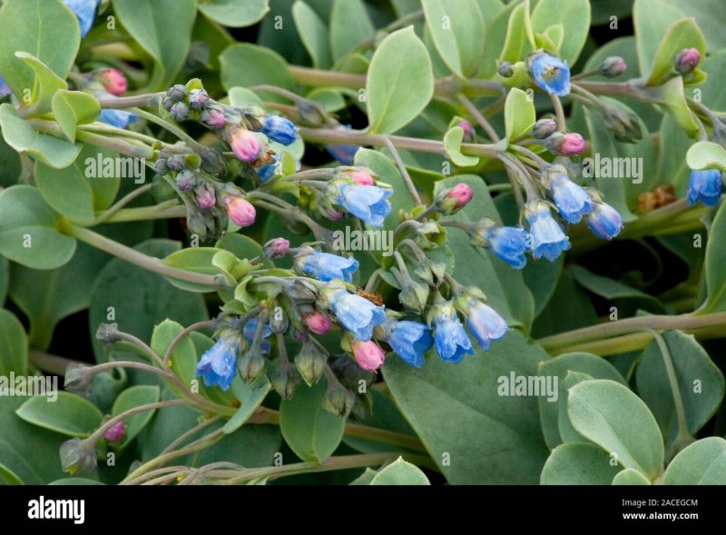Семена Mertensia maritima Silver Ocean