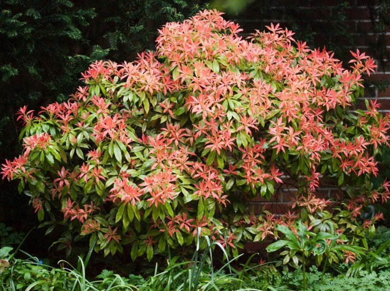 Пиерис japonica