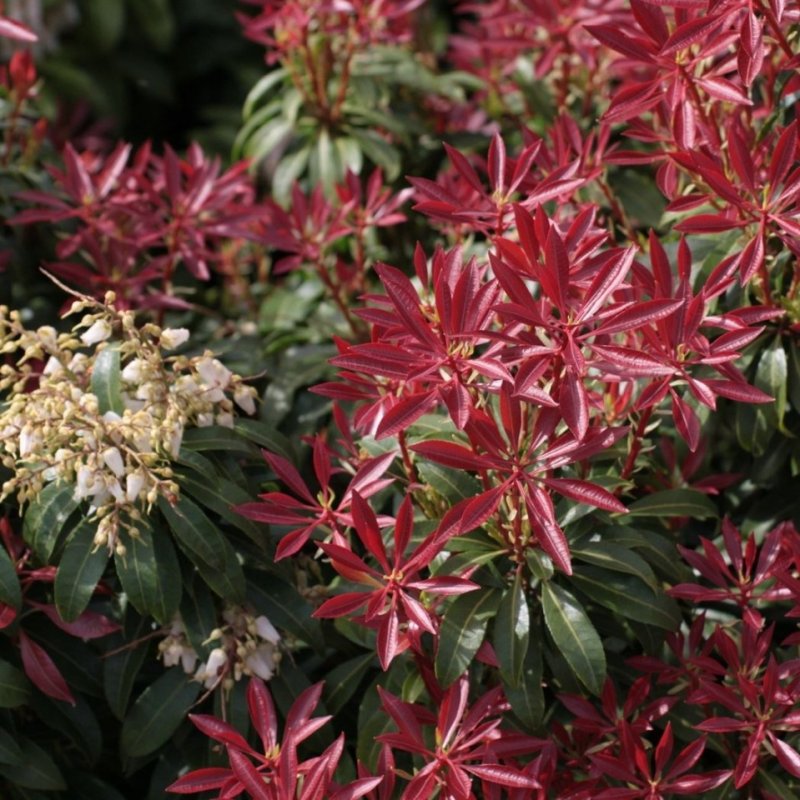 Пиерис японский Pieris japonica