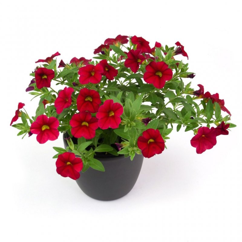 Калибрахоа Aloha Kona Dark Red