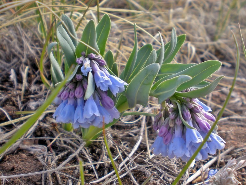 Мертензия Приморская (Mertensia maritima)