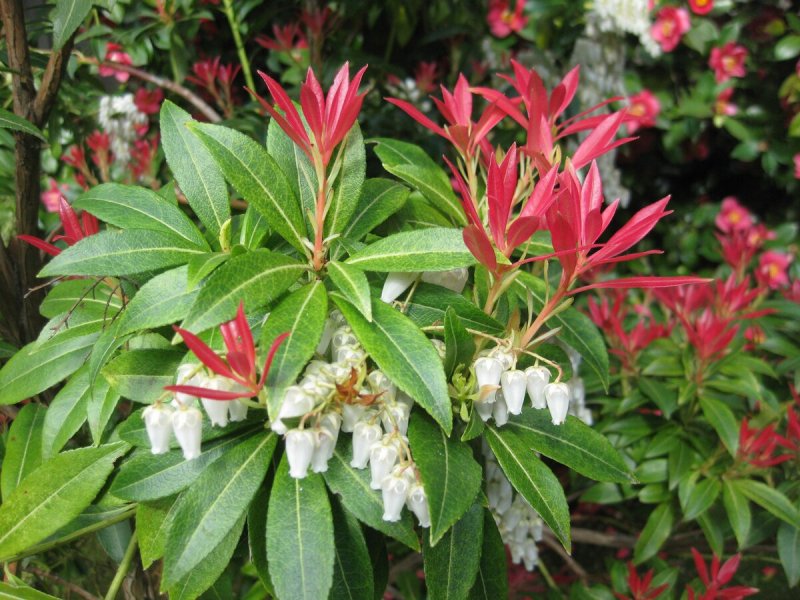 Пиерис японский Pieris japonica