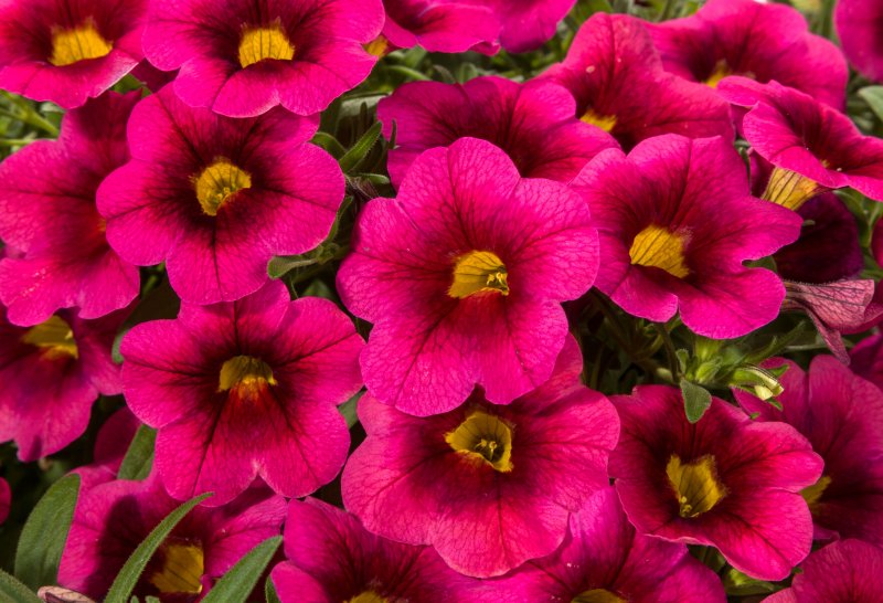 Калибрахоа Calibrachoa kali Magenta
