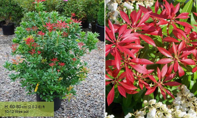 Пиерис японский Флэминг Сильвер Pieris japonica Flaming Silver