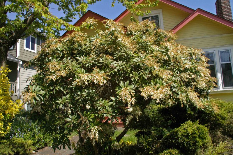 Pieris japonica в ландшафтном дизайне сада сорта фото
