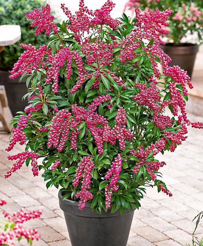 Пиерис японский Pieris japonica