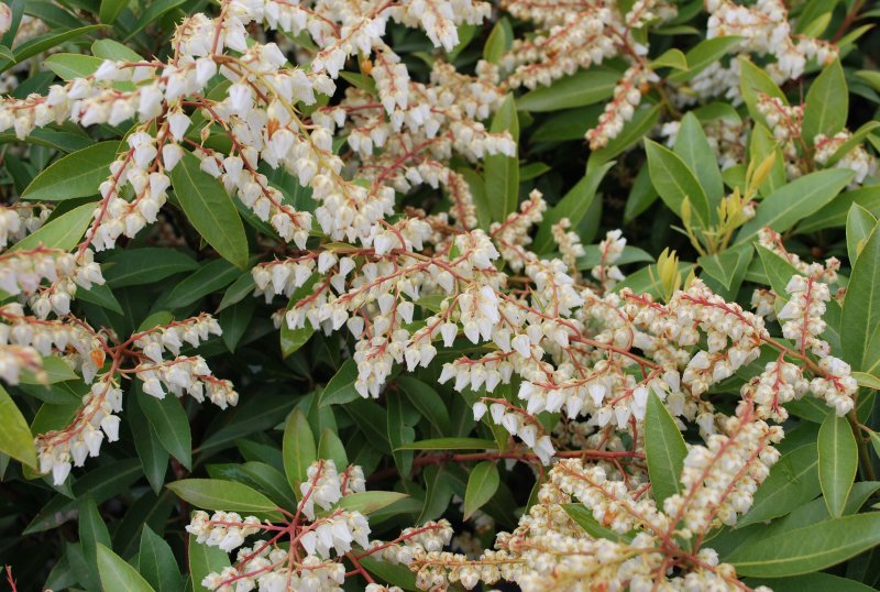 Пиерис japonica