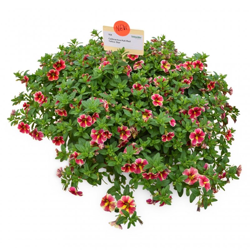 Калибрахоа Calibrachoa kali Yellow