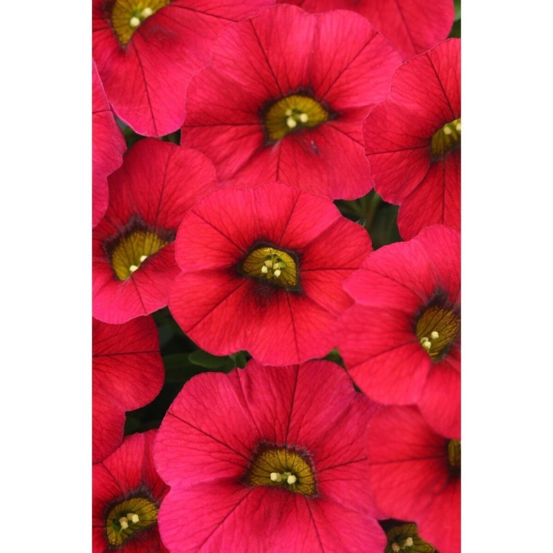 Калибрахоа Aloha Kona Dark Red