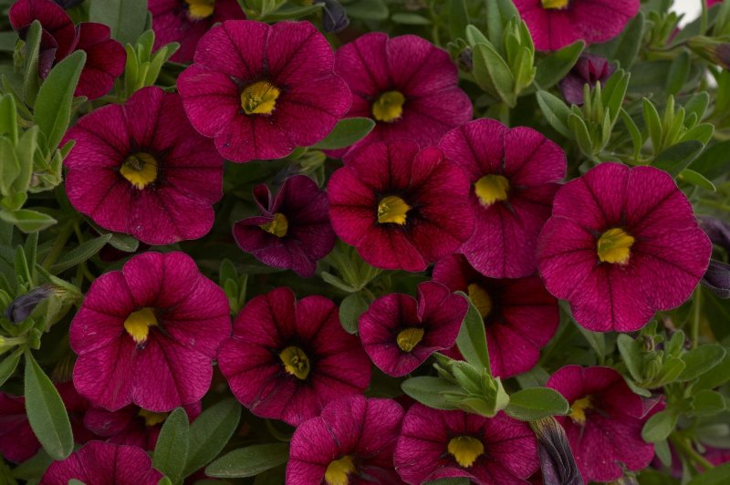 Калибрахоа kali Magenta (66 фото)
