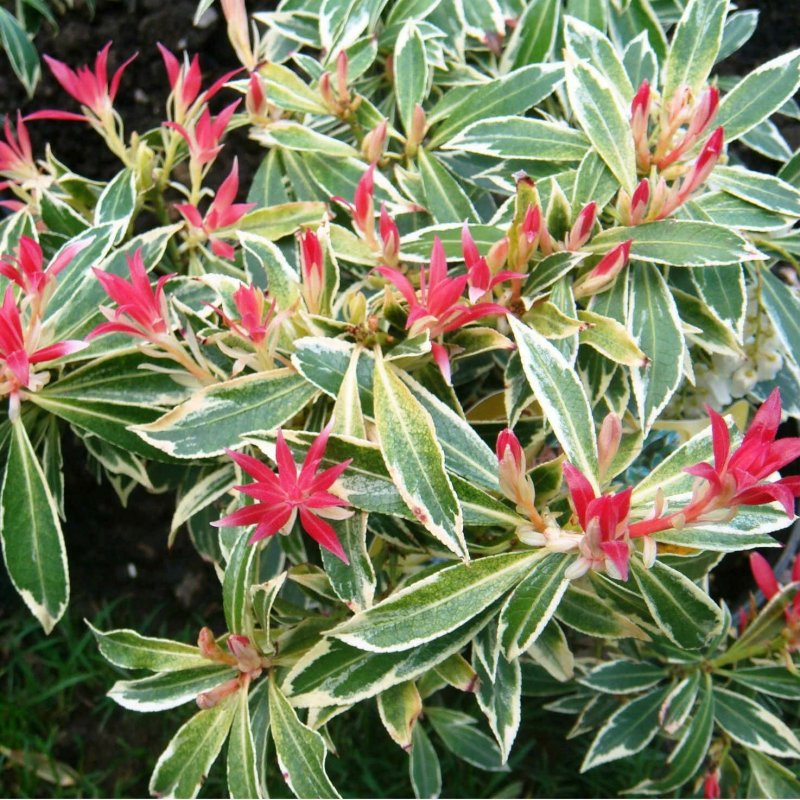 Пиерис (Pieris