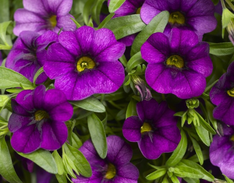 Калибрахоа Deep Purple