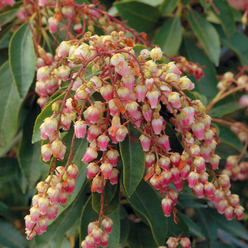 Пиерис japonica