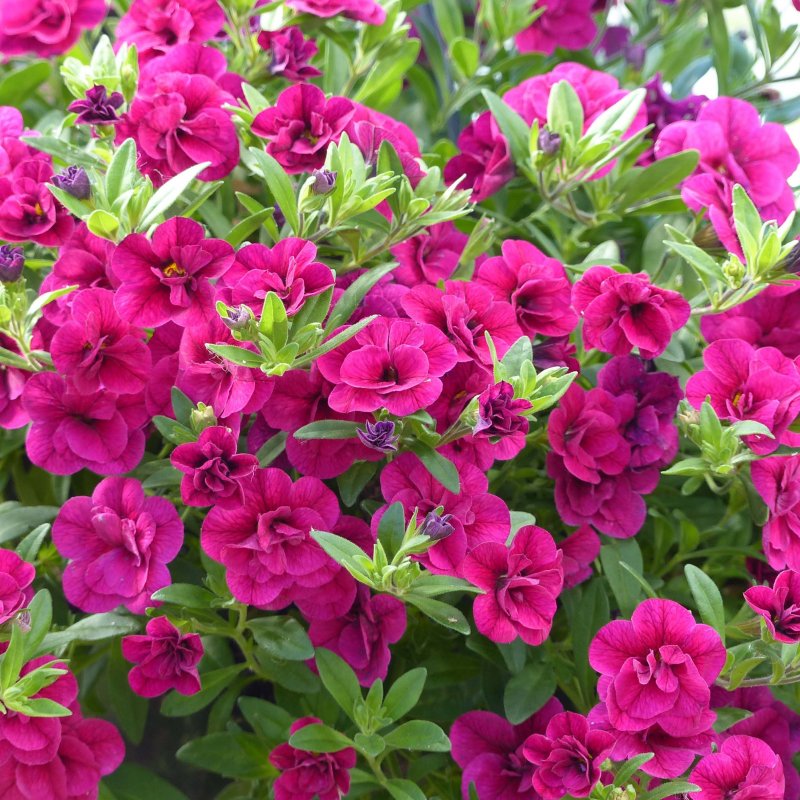 Калибрахоа Double Pink Yellow