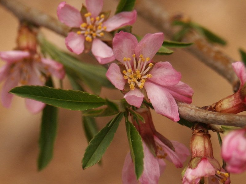 Миндаль обыкновенный (Amygdalus communis)