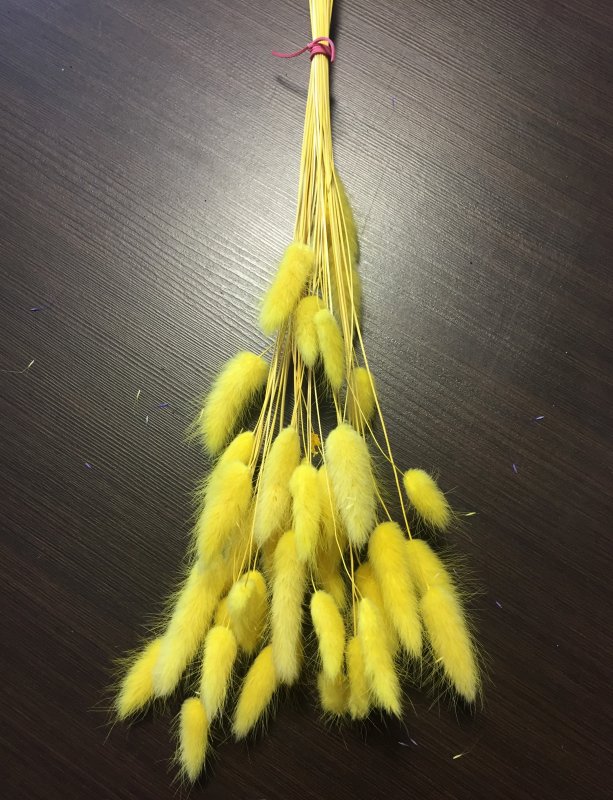 Перистощетинник мохнатый Pennisetum villosum