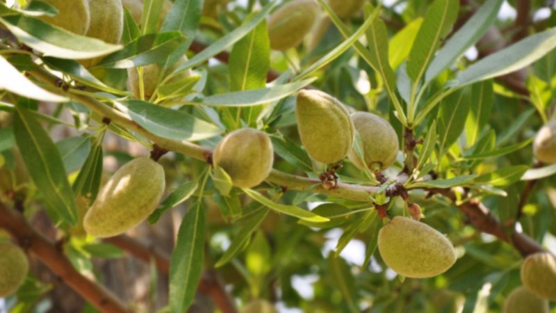 Миндаль обыкновенный (Amygdalus communis)